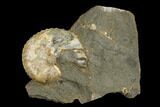 Fossil Hoploscaphites Ammonite - South Dakota #180834-1